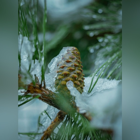 Sand + Fog Frosted Fir 15.7 oz Liquid Hand Soap - Picture 2 of 2